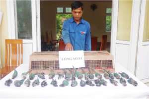 149 parrots bound for China seized in Cao Bang