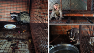 Wildlife confiscated from restaurant