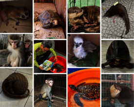 Some of the wild animals rescued in 2024