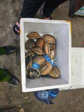 Indochinese box turtles illegally transported