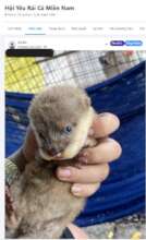 Otters advertised for sale on Facebook