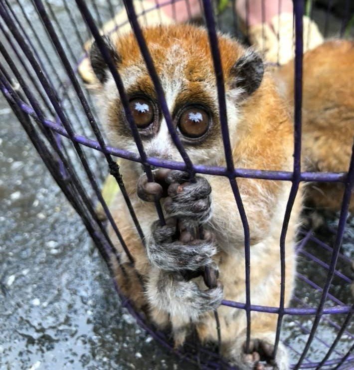 Help End the Illegal Wildlife Trade in Vietnam