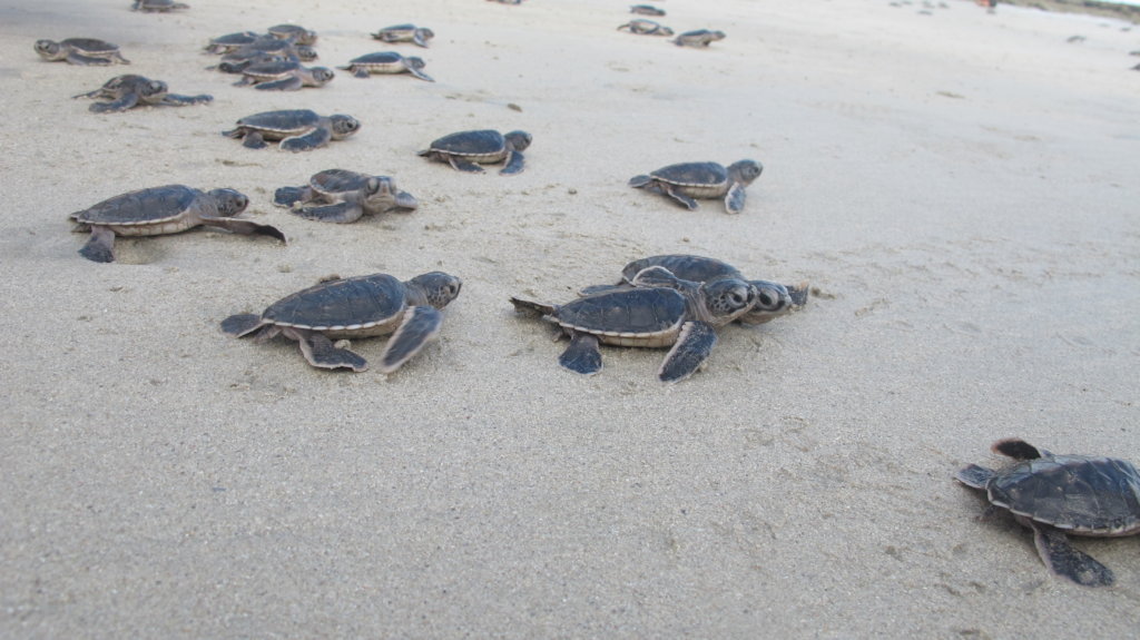 Help End the Illegal Wildlife Trade in Vietnam