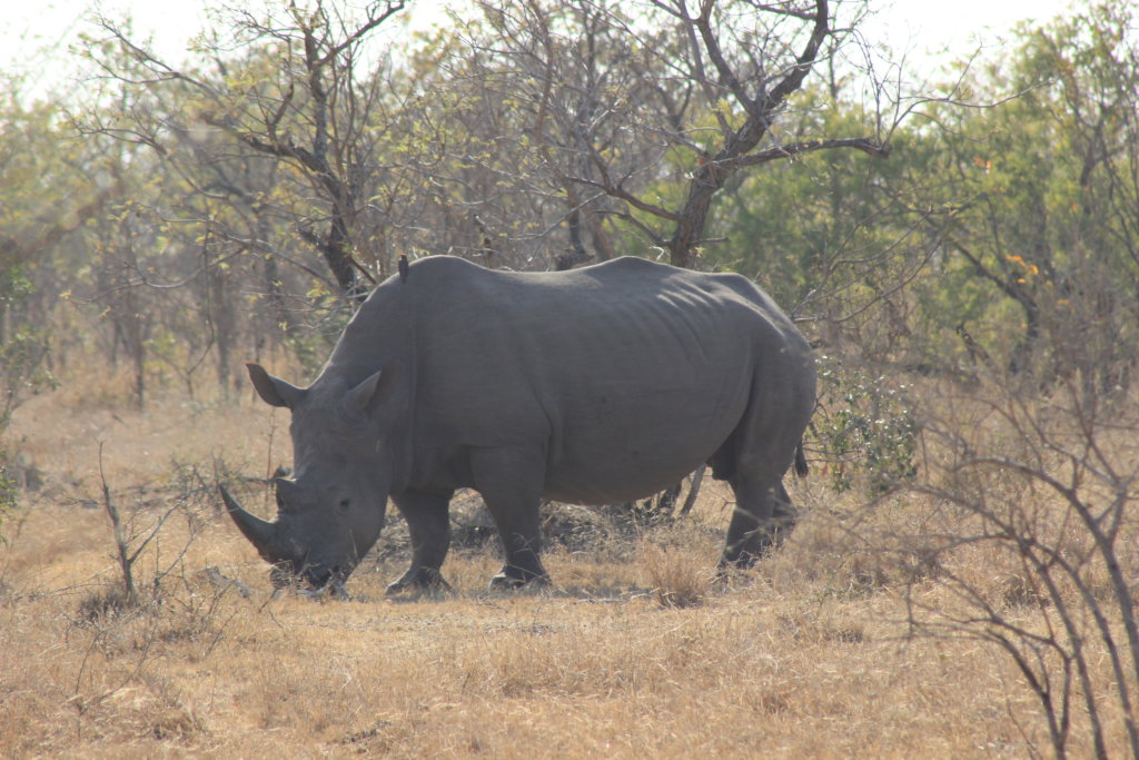 Rhino in the wild in South Africa