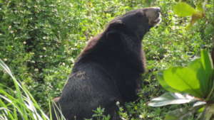 Bear rescued and transferred to a sanctuary