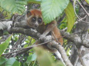 Loris rescued and released to nature