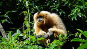 Gibbon in one of Vietnam's national parks
