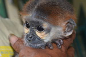 Young endangered douc langur rescued from trade