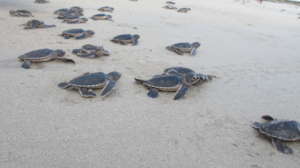 Baby sea turtles in Con Dao, Vietnam