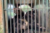 Help End the Illegal Wildlife Trade in Vietnam