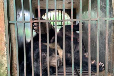 Help End the Illegal Wildlife Trade in Vietnam