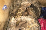 Help Save Lily the Pangolin