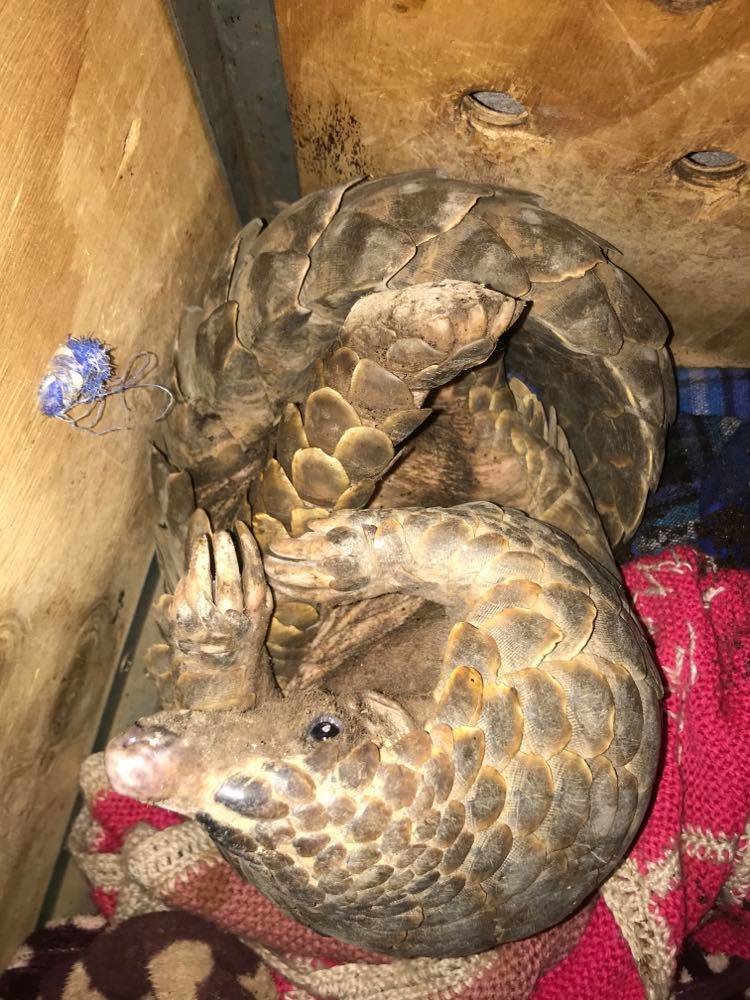 Help Save Lily the Pangolin