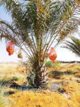 Date Palm in El-Dahir, Puntland, Somalia