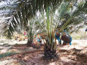 Date Palm in El-Dahir, Puntland, Somalia