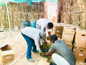 Date Palm Seedling delivery