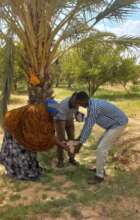Figure 5: Laying of stone for Rabable