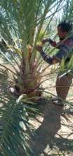 Date palm pollination in El-Dahir pilot farm