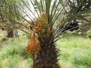 Date Palm in El-Dahir, Puntland, Somalia