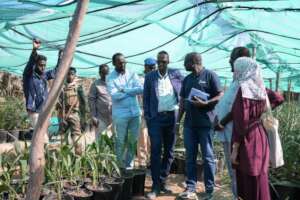 Figure 4: Monitoring of date palm seedling