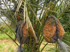 Dates ready for harvesting in July 2021