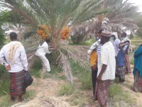 Demonstrative activities on date palms cultivation