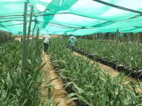 Date palm seedlings in the Karin Nursery