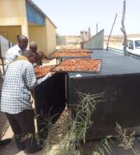Dates drying process with solar energy in Meladeen
