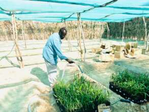 Watering of date palm seedlings in nursery