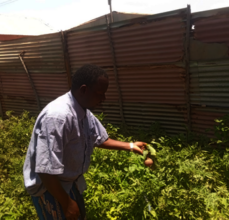 Figure: A beneficiary admiring his vegetable