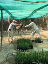 Placement of Date Palm seedling in tree nursery