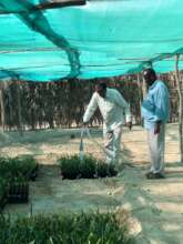 Additional watering for seedlings
