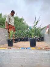 Distribution of date palm seedlings, Nugal region