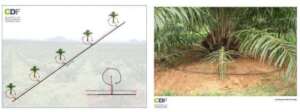 Ring-shaped drip irrigation system