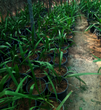 Figure 6: Date palm seedlings in Jibaxo