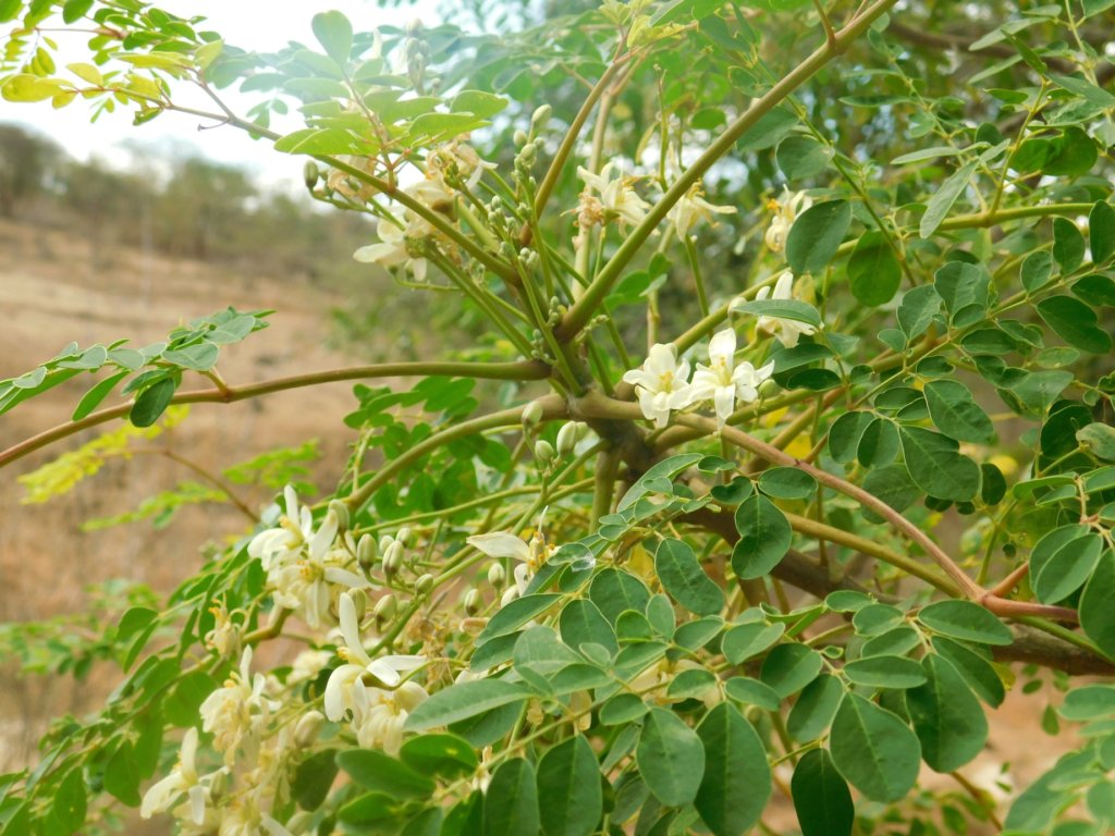 Moringa for Health and Water Purification
