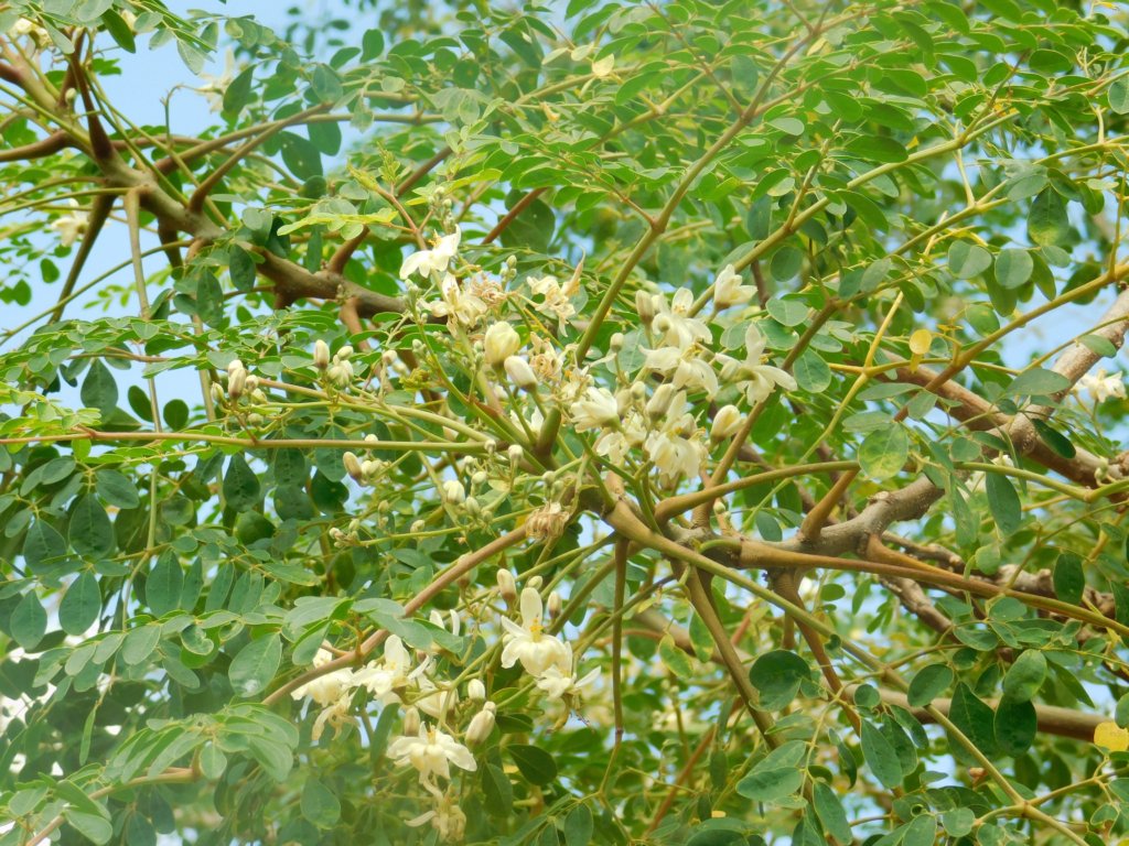 Moringa for Health and Water Purification