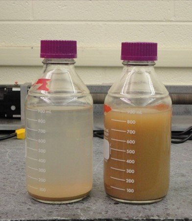 Moringa for Health and Water Purification