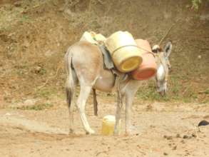 Donkey ferrying wate
