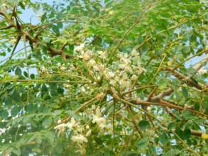 Moring tree