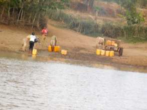 Donkeys collecting water
