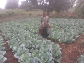 A female farmer irrigates her cabbage heads