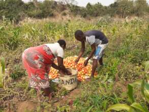 A woman farmer sells her tomatoes to a vendor