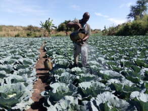 A male farmer irrigates his field of cabbages