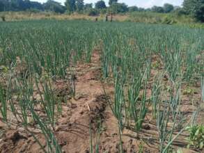 Onions grown on Mchenga Irrigation Scheme