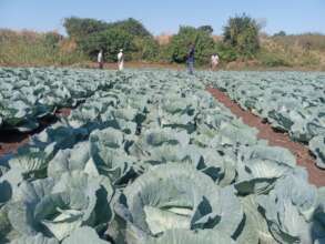 Cabbage grown on the scheme