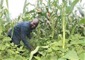 Homemade fertiliser increases harvest