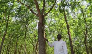 Communities plants trees to reduce soil erosion
