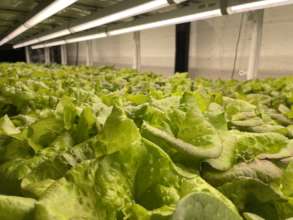 Lettuce Ready to be Harvested