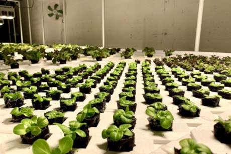 Provide Fresh Meals to 30,000+ People in Florida